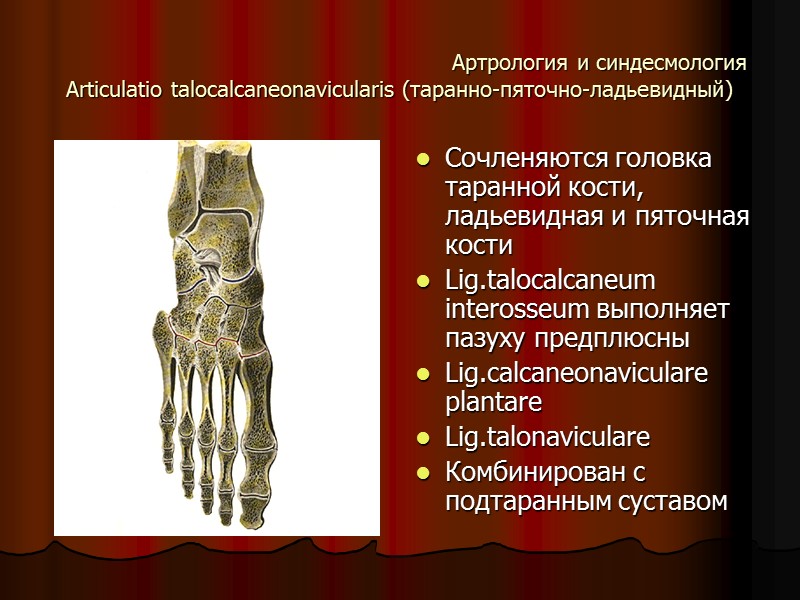 Артрология и синдесмология Articulatio talocalcaneonavicularis (таранно-пяточно-ладьевидный) Сочленяются головка таранной кости, ладьевидная и пяточная кости